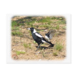 Australian Magpie being mobbed by Willie Wagtail 9 Postcards