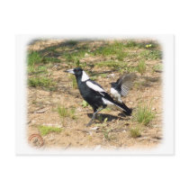 Australian Magpie being mobbed by Willie Wagtail 9 Postcards
