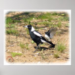 Australian Magpie being mobbed by Willie Wagtail 9 Poster