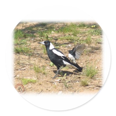 Australian Magpie being mobbed by Willie Wagtail 9 Round Sticker by TraffordPhotos