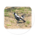 Australian Magpie being mobbed by Willie Wagtail 9 stickers