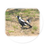 Australian Magpie being mobbed by Willie Wagtail 9 stickers