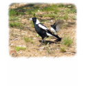 Australian Magpie being mobbed by Willie Wagtail 9 t-shirts