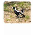 Australian Magpie being mobbed by Willie Wagtail 9 t-shirts