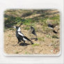 Australian Magpie mobbed by Willie Wagtails 9P28D- Mouse Pad