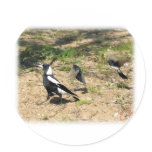 Australian Magpie mobbed by Willie Wagtails 9P28D- Sticker