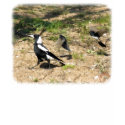 Australian Magpie mobbed by Willie Wagtails 9P28D- t-shirts