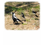 Australian Magpie mobbed by Willie Wagtails 9P28D- t-shirts