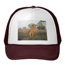 Australian Morning Product Range Hat