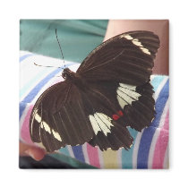 AUSTRALIAN ORCHARD SWALLOWTAIL BUTTERFLY MAGNET