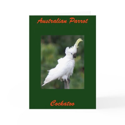Australian Parrot, Cockatoo Greeting Cards by brianlart