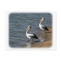 Australian Pelican 9Y185D-048 Postcard