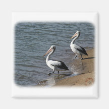 Australian Pelican 9Y185D-048 Refrigerator Magnet