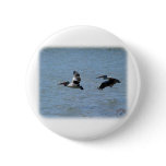 Australian Pelican 9Y185D-056 Pinback Buttons