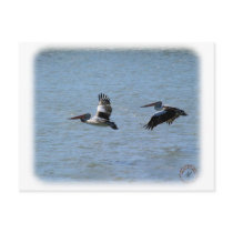 Australian Pelican 9Y185D-056 Postcard
