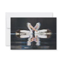 Australian Pelicans Pelecanus Conspicillatus Invitation