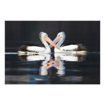 Australian Pelicans Pelecanus Conspicillatus Photographic Print