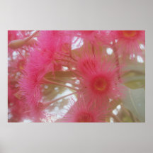 Australian Pink Poster
