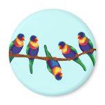 Australian rainbow lorikeets magnets