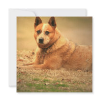 Australian Red Cattle Dog Invitation