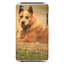 Australian Red Cattle Dog iTouch Case Ipod Touch Case