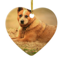Australian Red Cattle Dog Ornament