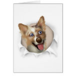 Australian Red Merle Shepherd Busting Out Card