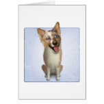 Australian Red Merle Shepherd Cards