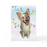 Australian Red Merle Shepherd Christmas
