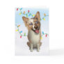 Australian Red Merle Shepherd Christmas