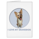 Australian Red Merle Shepherd Granddog cards