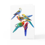 Australian Rosella Parrots Card