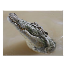 Australian Salt Water Crocodile Darwin Photographic Print