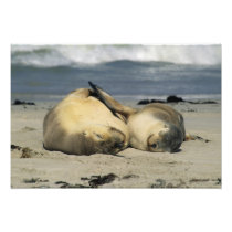 Australian Sea Lions, Neophoca cinerea),