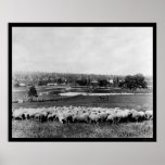 Australian Sheep Station 1902 posters