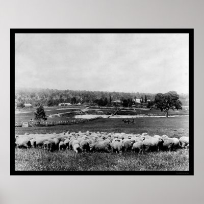 Australian Sheep Station 1902 Posters by lc_vintagephotos