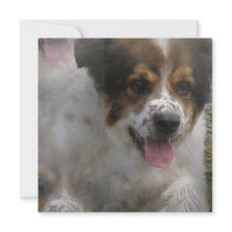 Australian Sheherd Puppy Invitation