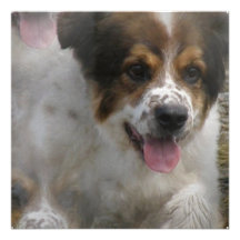 Australian Sheherd Puppy Invitation