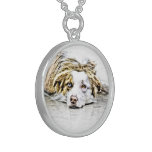 Australian Shepherd