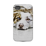 AUSTRALIAN SHEPHERD