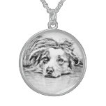 Australian Shepherd