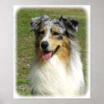 Australian Shepherd 9K008D-03_2 Posters