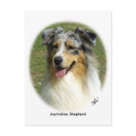 Australian Shepherd 9K008D-03 Postcard