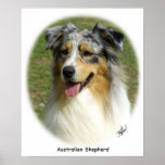 Australian Shepherd 9K008D-03 Print