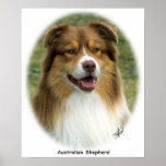 Australian Shepherd 9K2D-17 Print