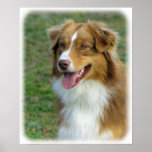 Australian Shepherd 9K4D-16_2 Poster