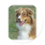 Australian Shepherd 9K4D-16_2 Round Sticker