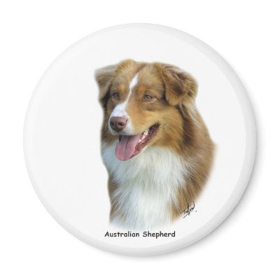 Australian Shepherd 9K4D-16 Magnets by TraffordPhotos