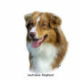 Australian Shepherd 9K4D-16 Photo Cut Outs