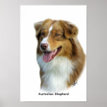 Australian Shepherd 9K4D-16 Print